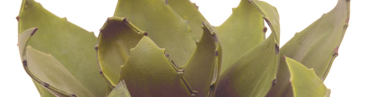 EVA-Pflanzen